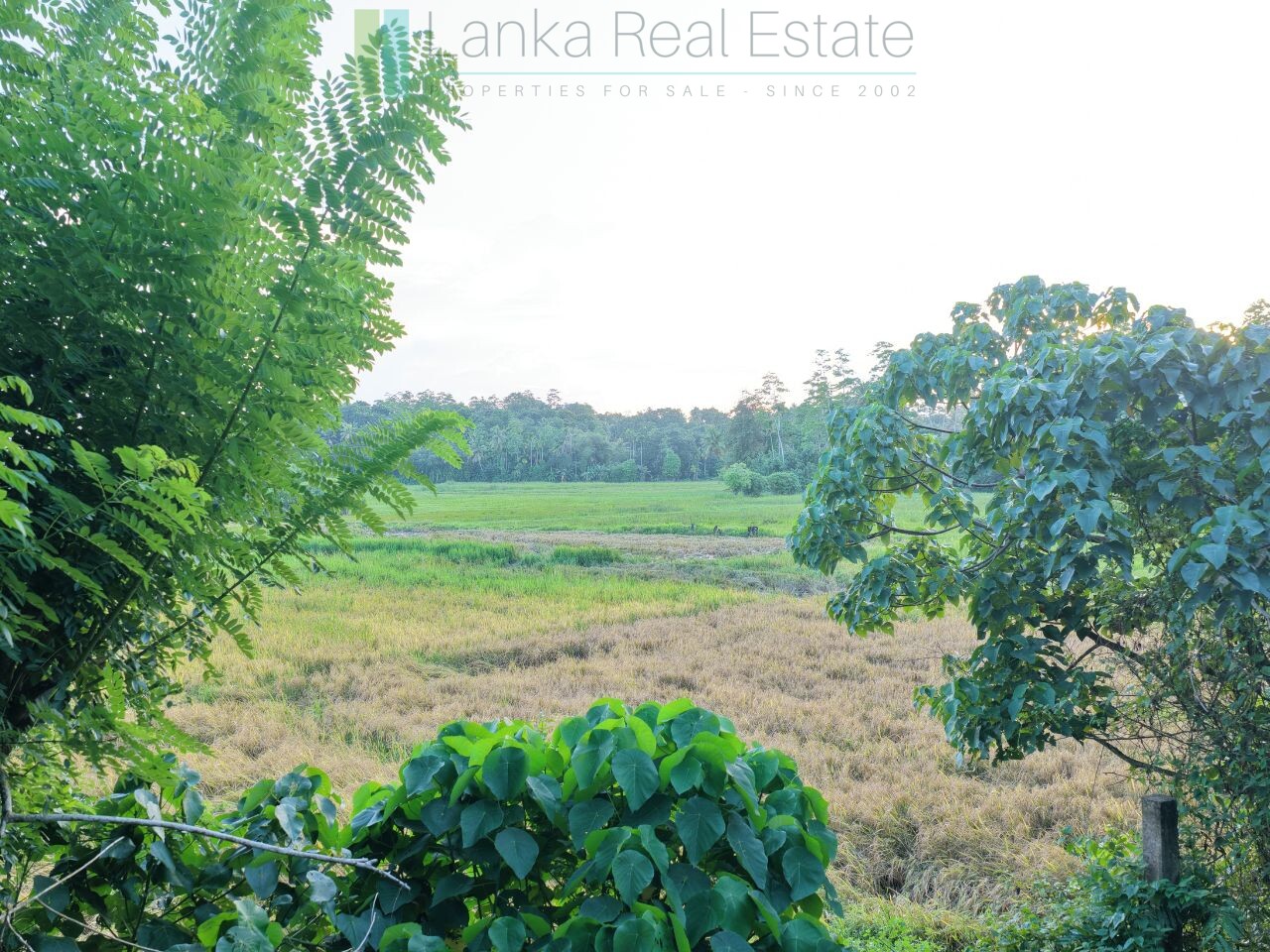 Elevated paddy view land near the coast in Midigama
