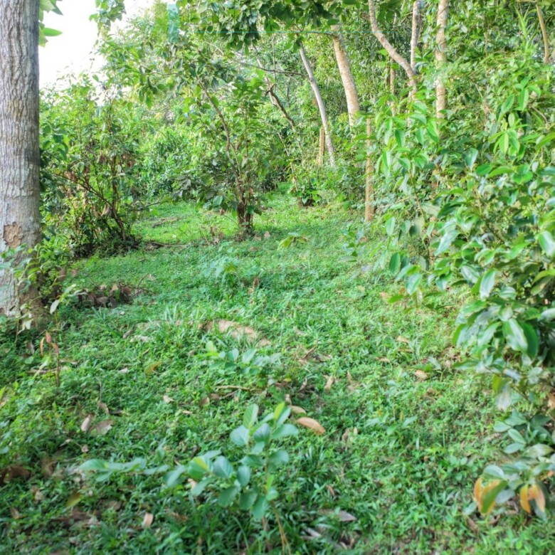 Elevated paddy view land near the coast in Midigama