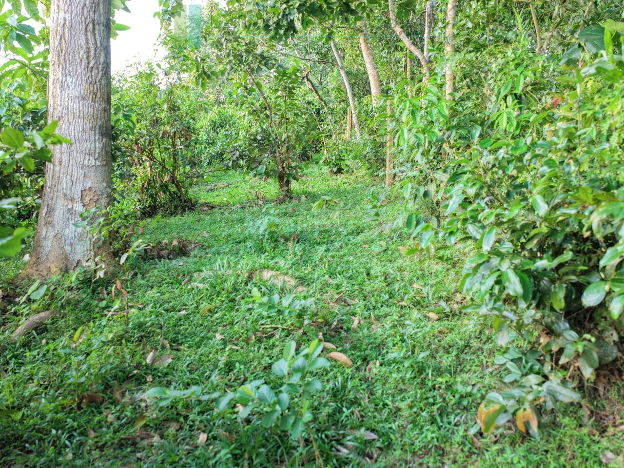 Elevated paddy view land near the coast in Midigama