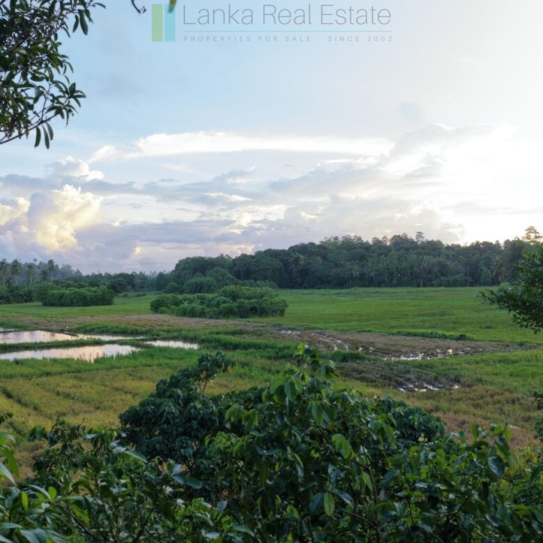 Elevated paddy view land near the coast in Midigama