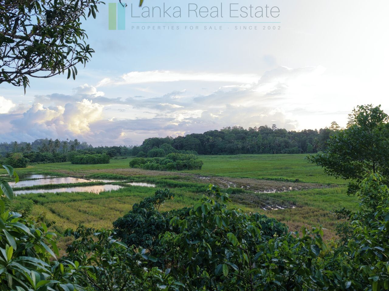 Elevated paddy view land near the coast in Midigama