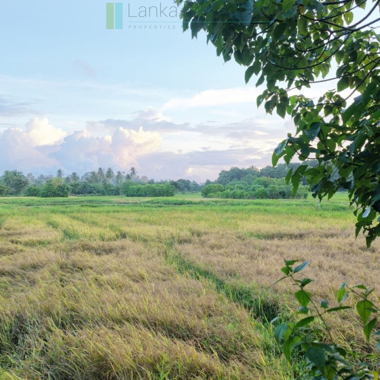 Elevated paddy view land near the coast in Midigama