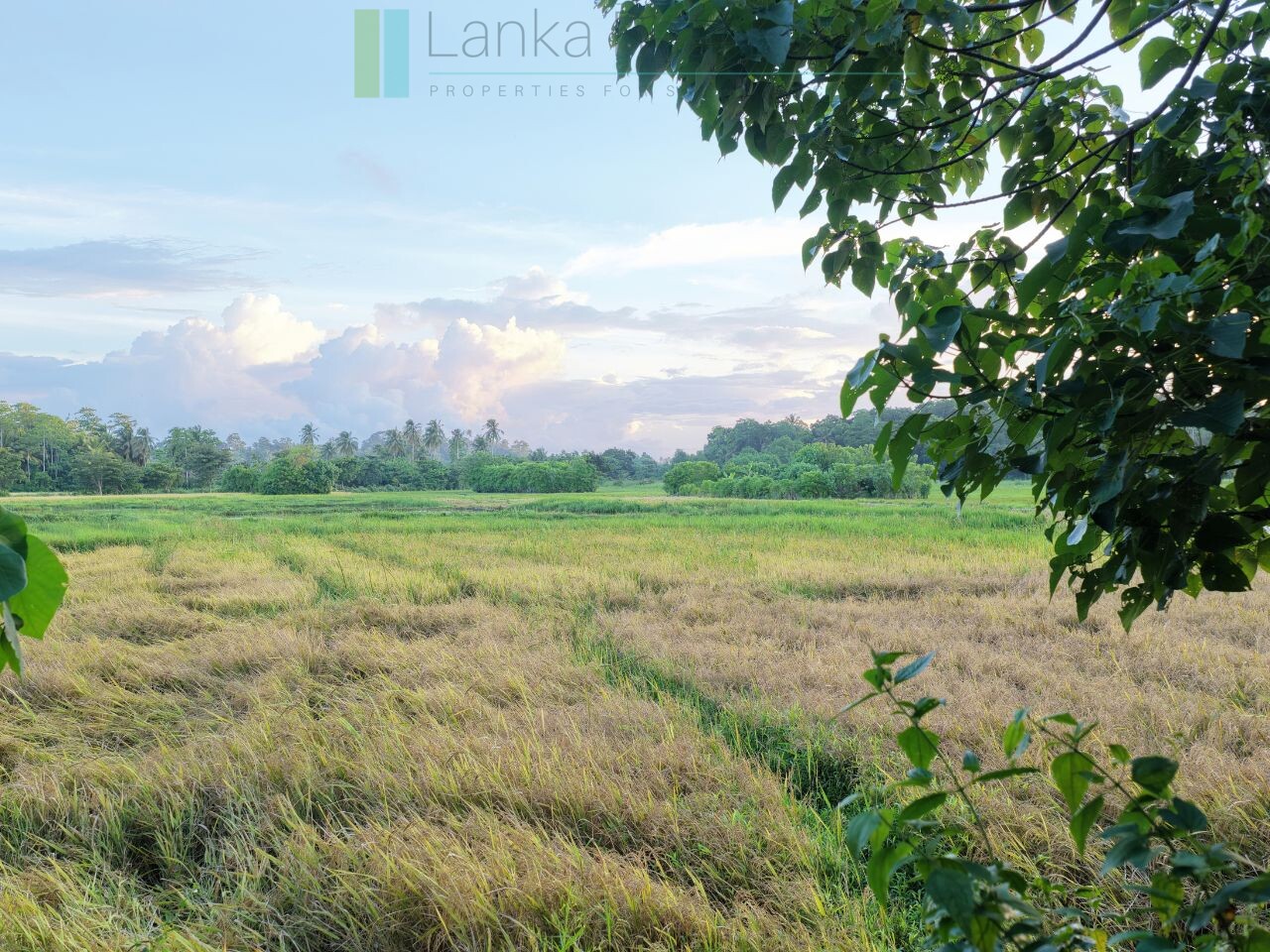 Elevated paddy view land near the coast in Midigama