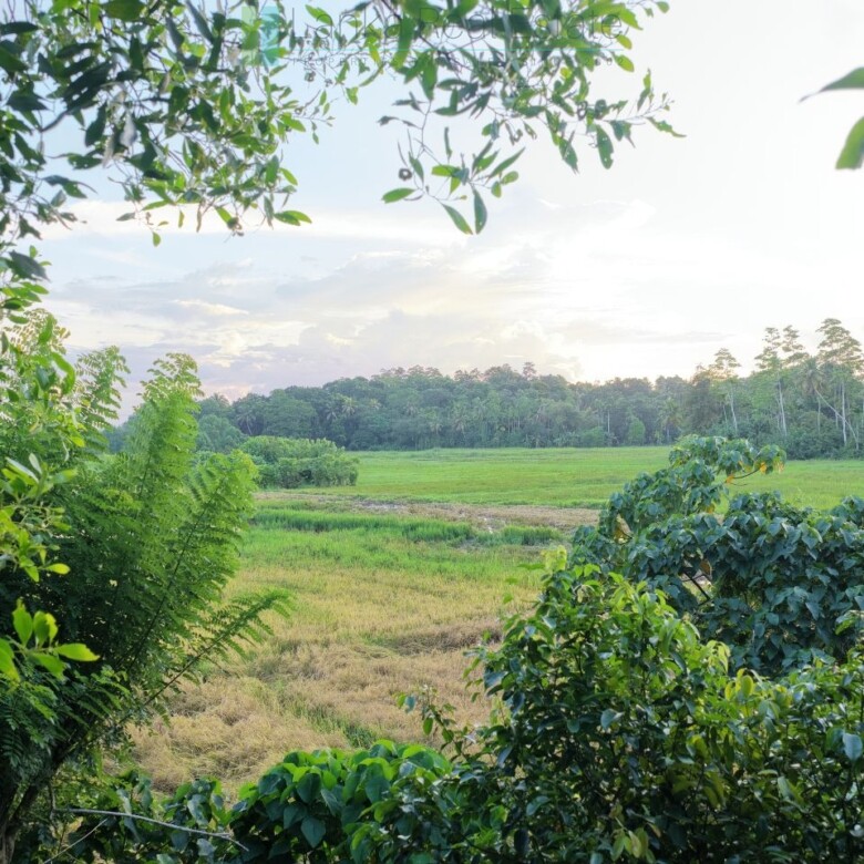 Elevated paddy view land near the coast in Midigama