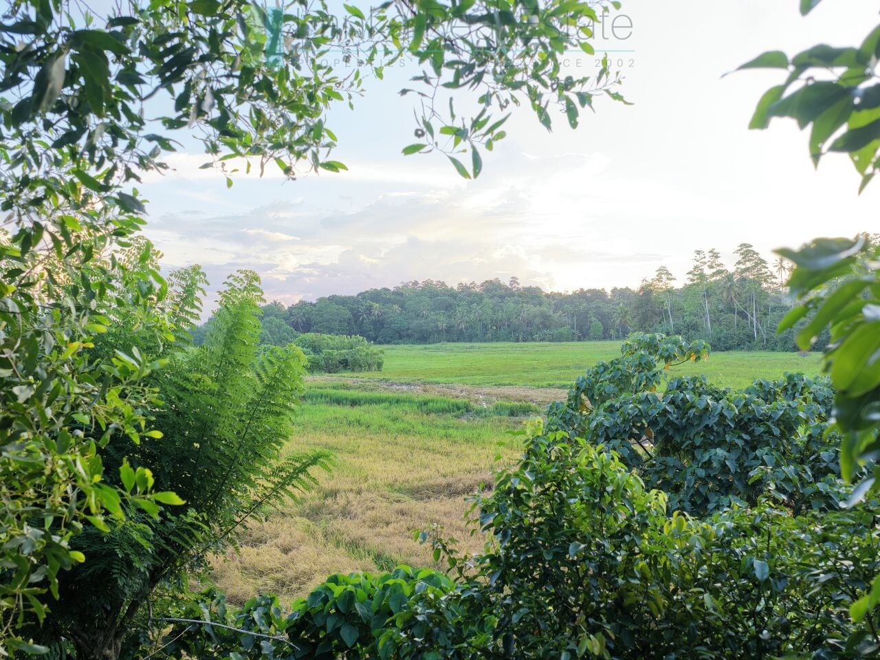 Elevated paddy view land near the coast in Midigama