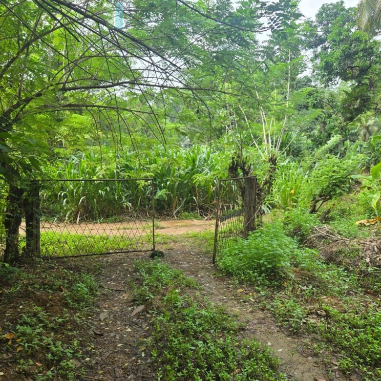 Thirteen acres with tea near Galle