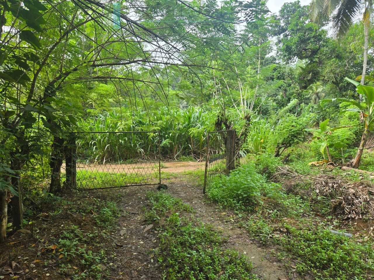 Thirteen acres with tea near Galle