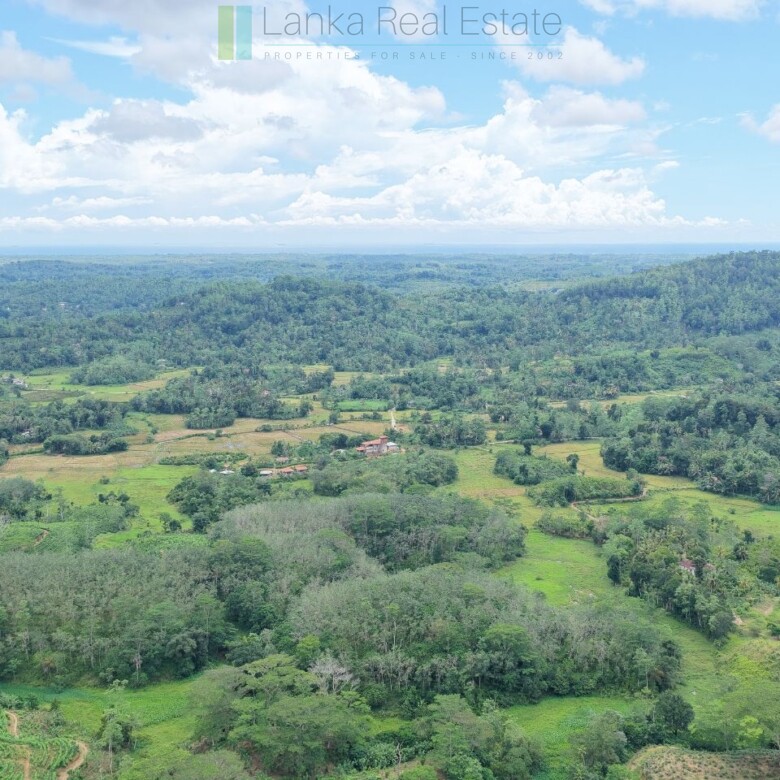 Thirteen acres with tea near Galle
