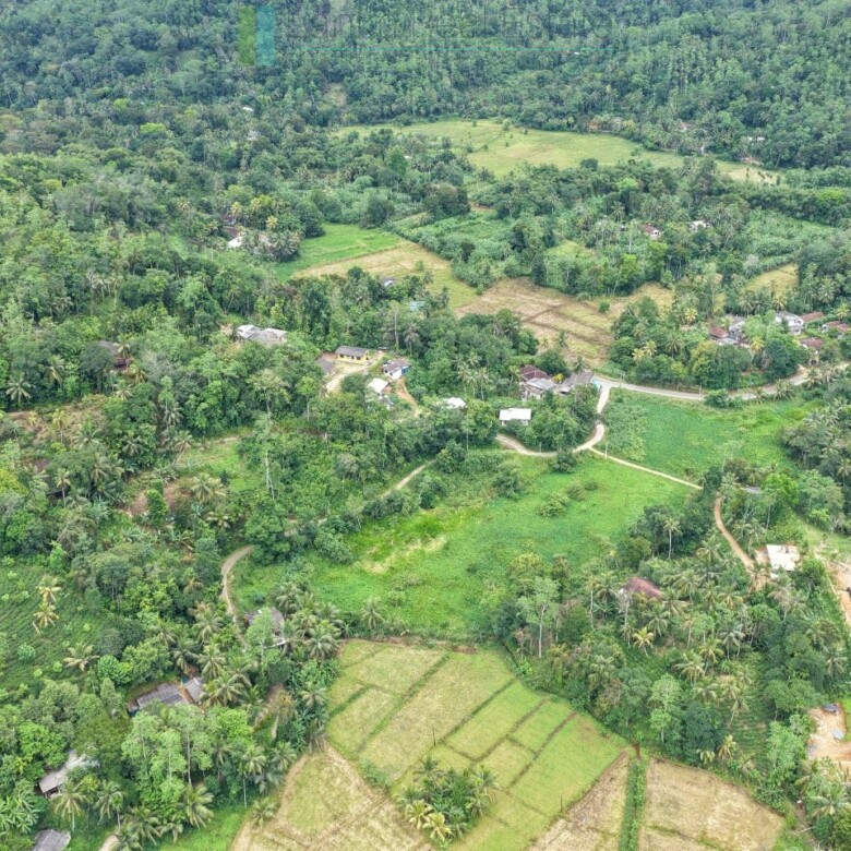 Thirteen acres with tea near Galle