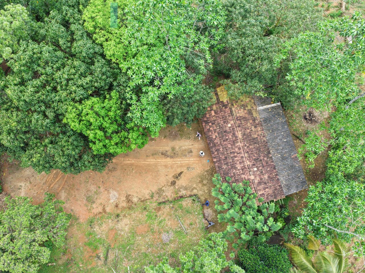 Thirteen acres with tea near Galle