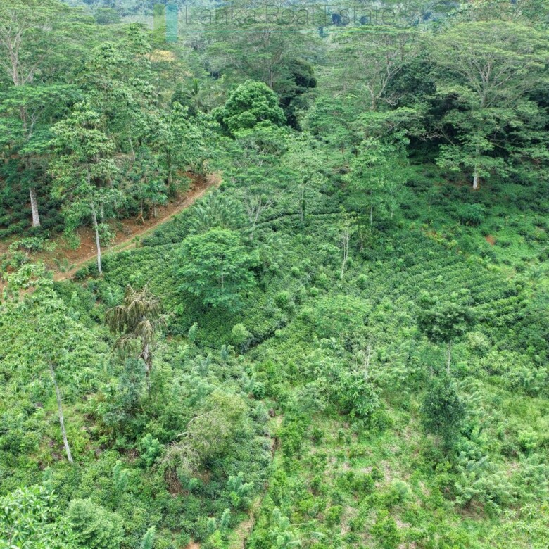 Thirteen acres with tea near Galle