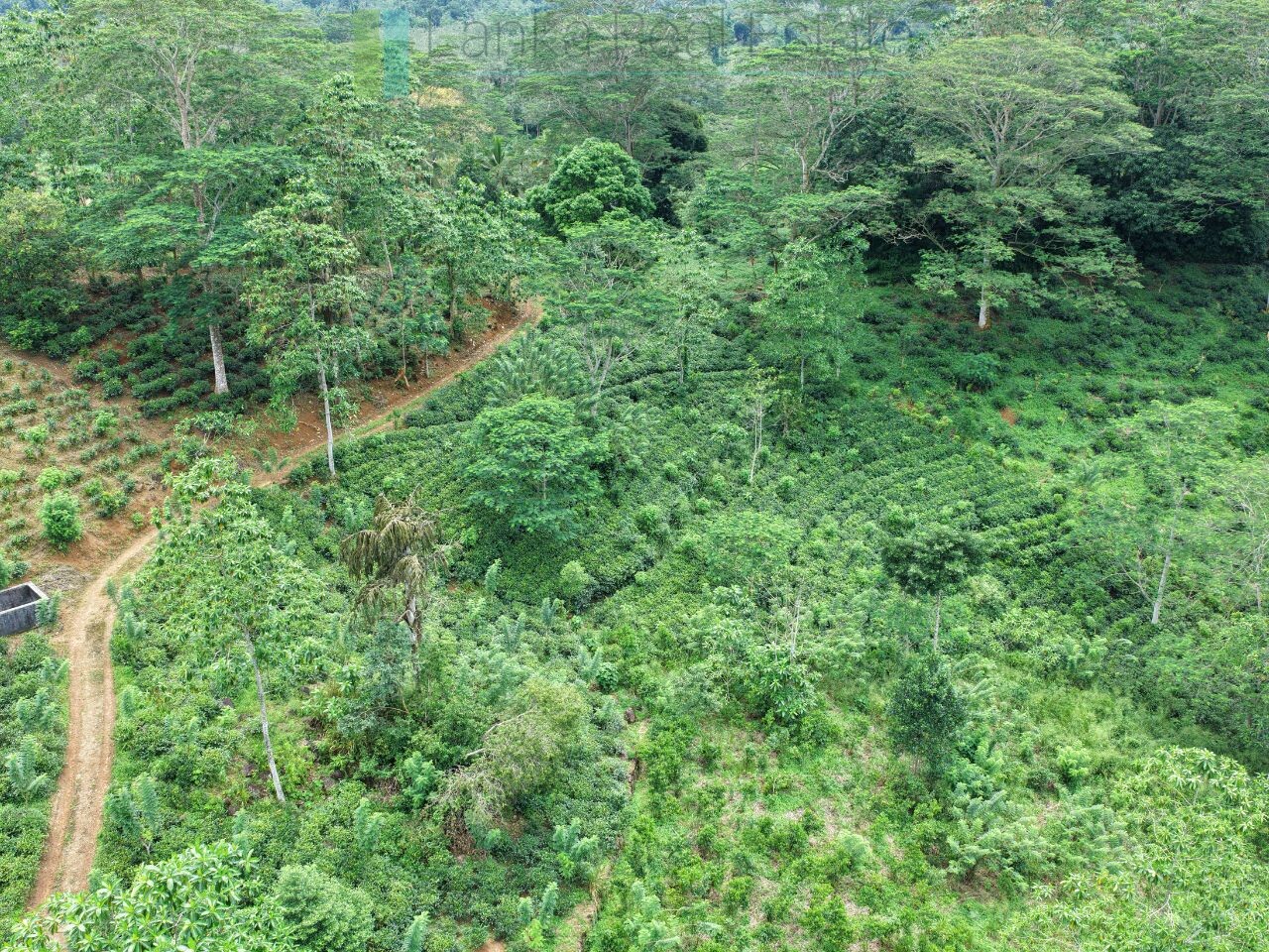 Thirteen acres with tea near Galle
