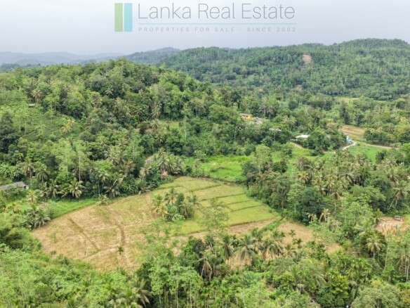 Thirteen acres with tea near Galle