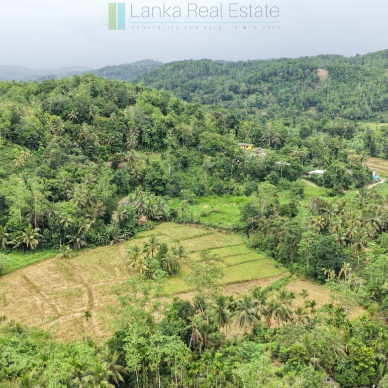 Thirteen acres with tea near Galle
