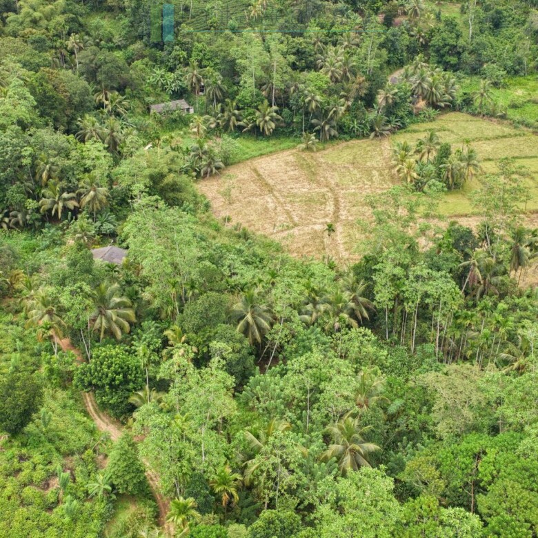 Thirteen acres with tea near Galle