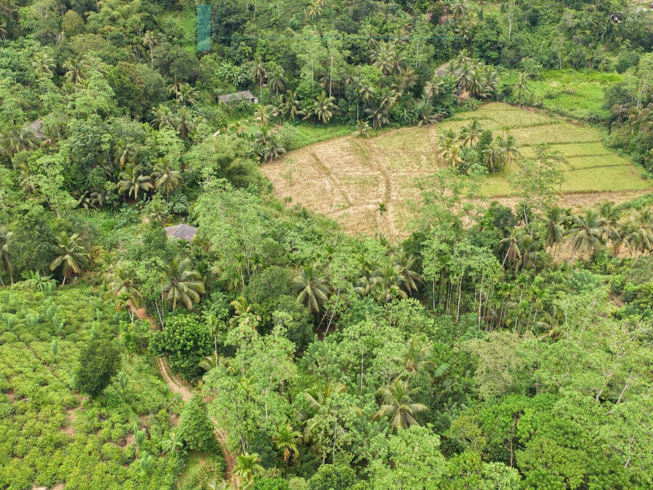 Thirteen acres with tea near Galle