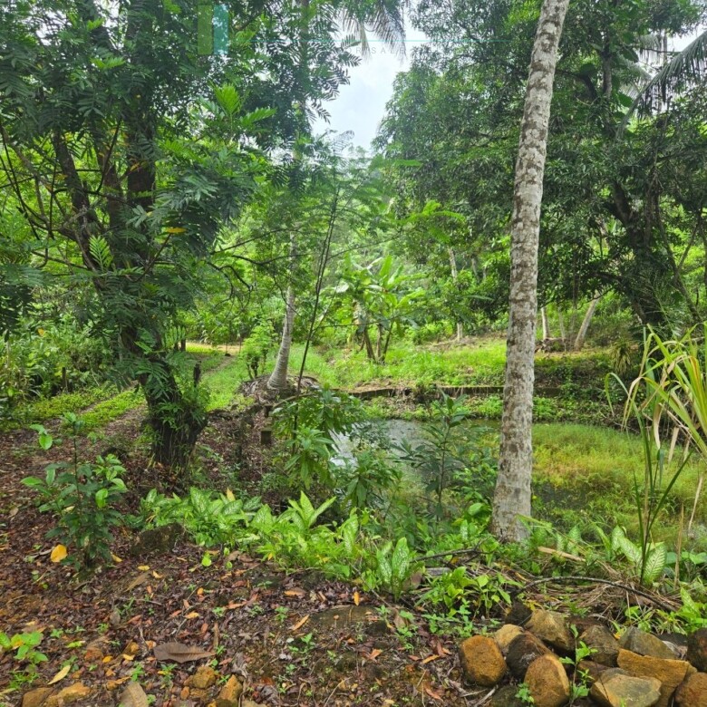 Thirteen acres with tea near Galle