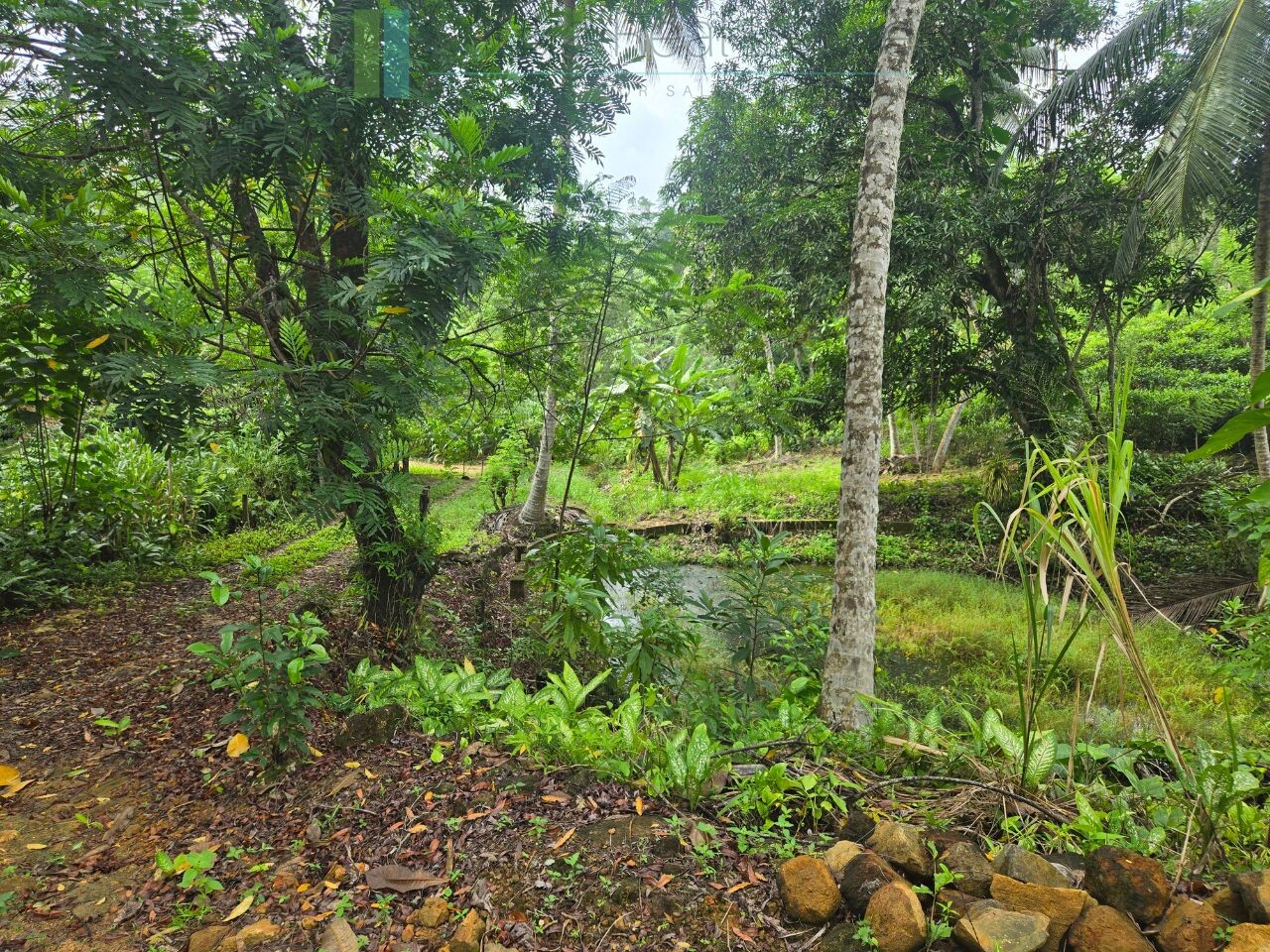 Thirteen acres with tea near Galle