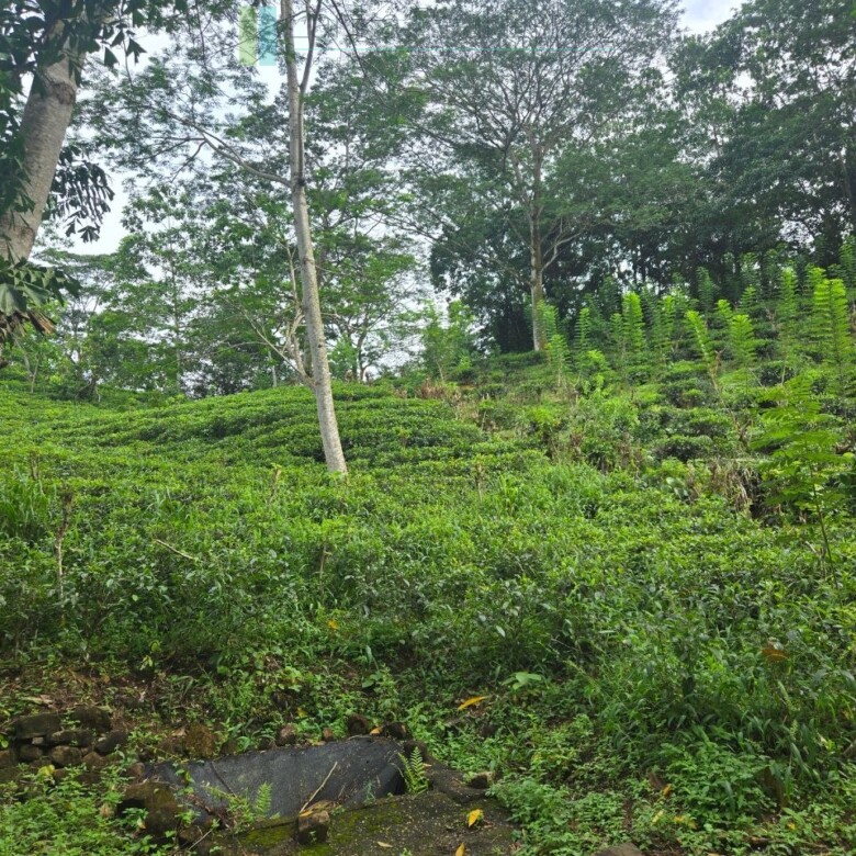 Thirteen acres with tea near Galle