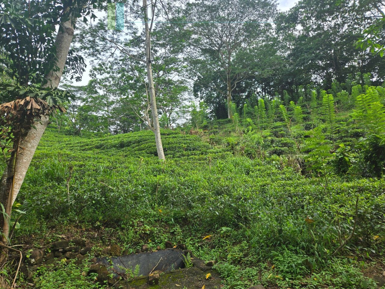 Thirteen acres with tea near Galle