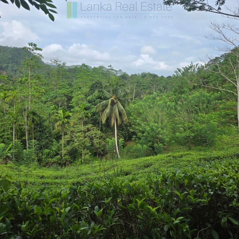 Thirteen acres with tea near Galle