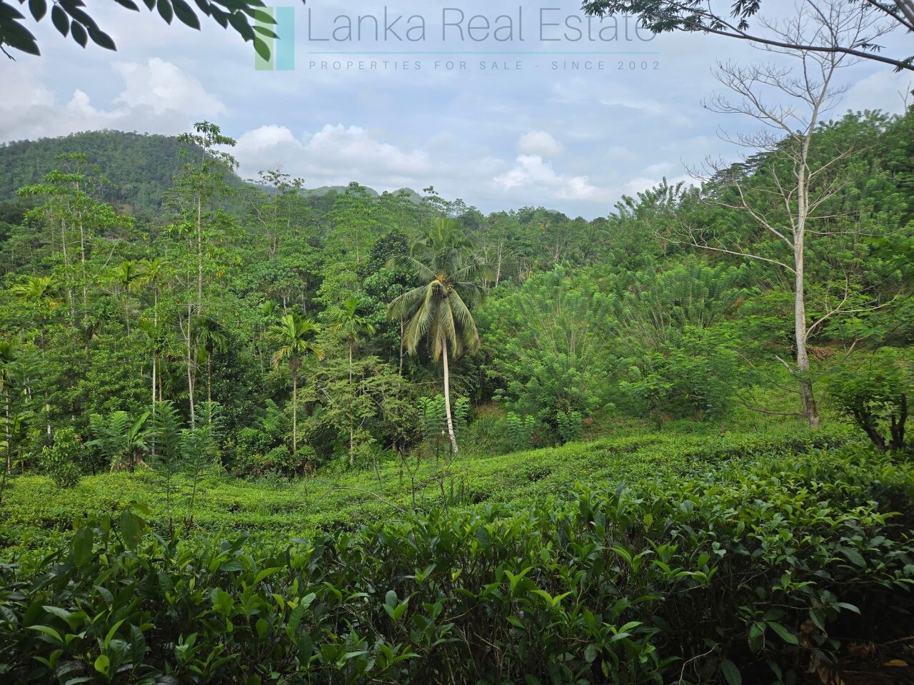 Thirteen acres with tea near Galle