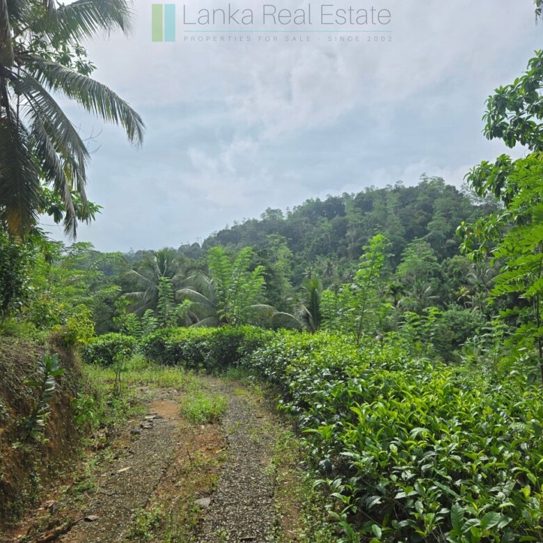 Thirteen acres with tea near Galle