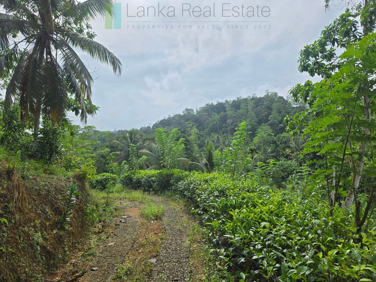 Thirteen acres with tea near Galle