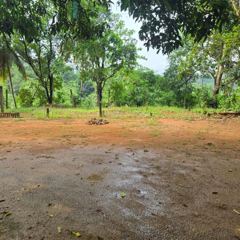 Thirteen acres with tea near Galle