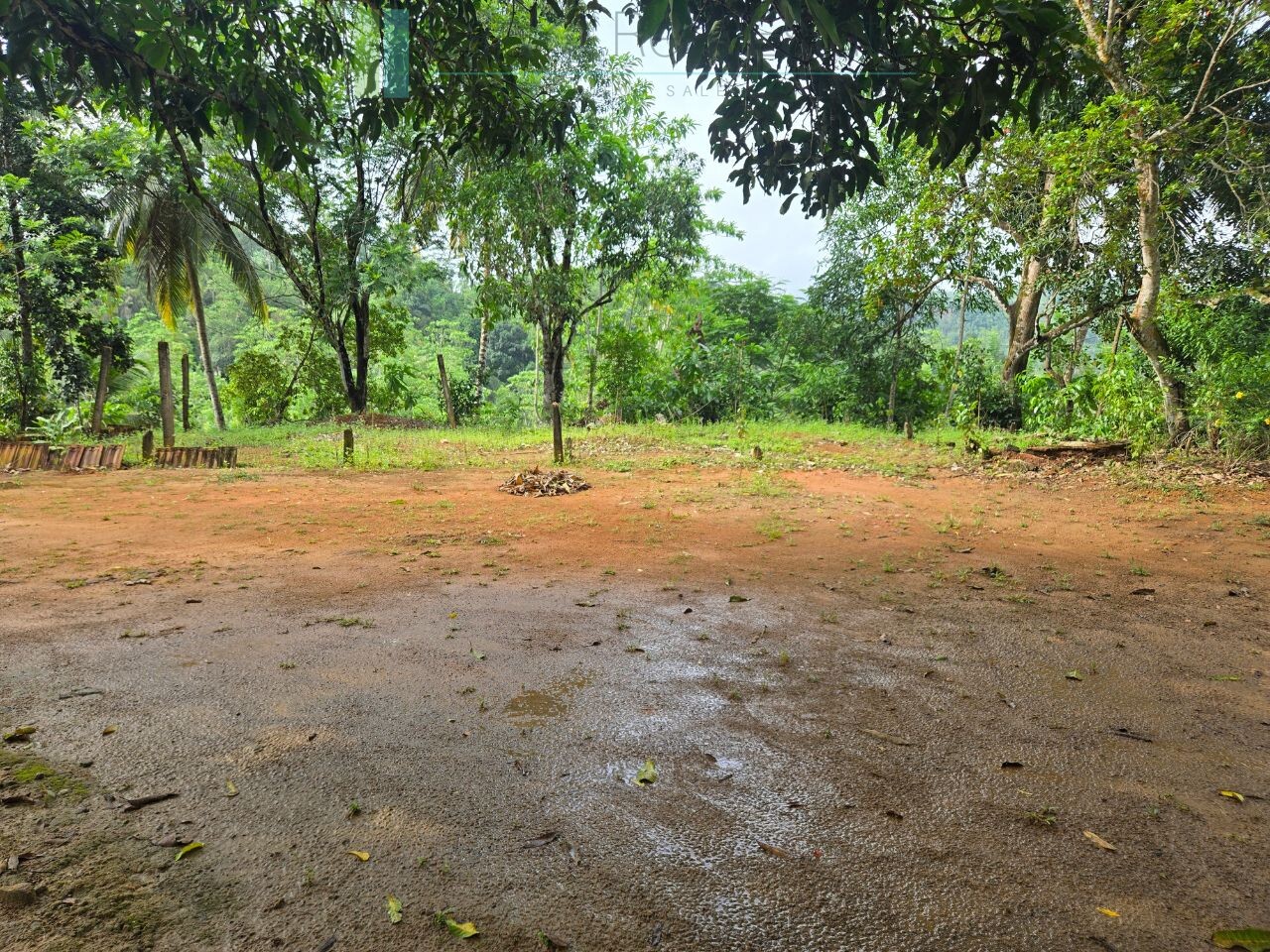 Thirteen acres with tea near Galle