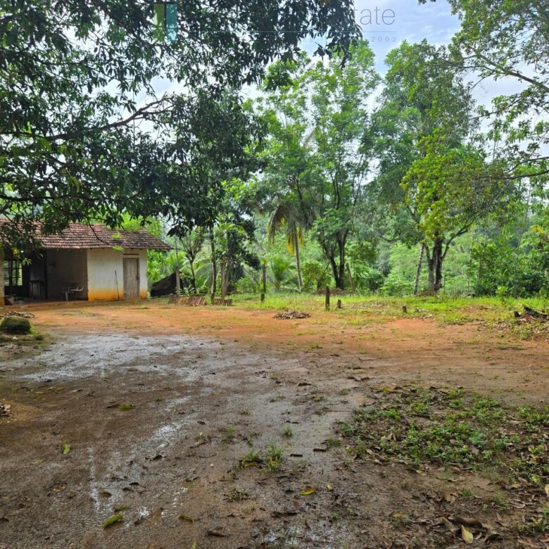 Thirteen acres with tea near Galle