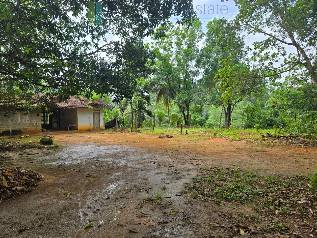 Thirteen acres with tea near Galle