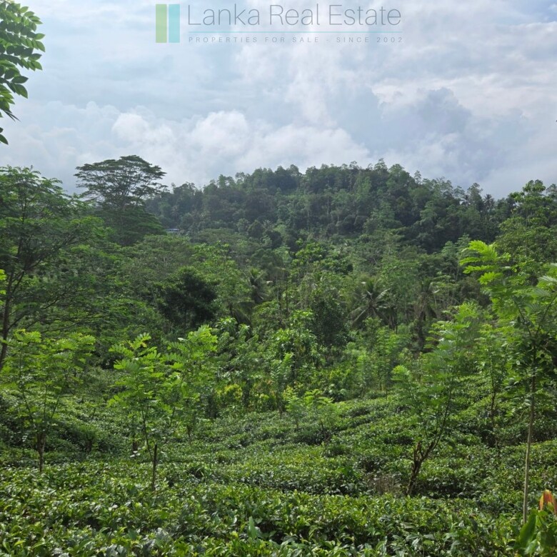 Thirteen acres with tea near Galle