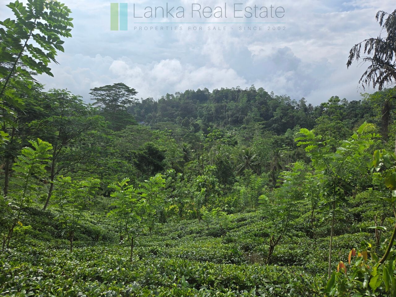 Thirteen acres with tea near Galle
