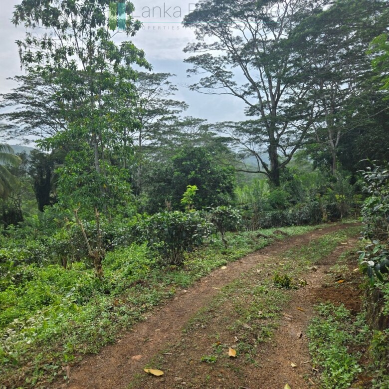 Thirteen acres with tea near Galle