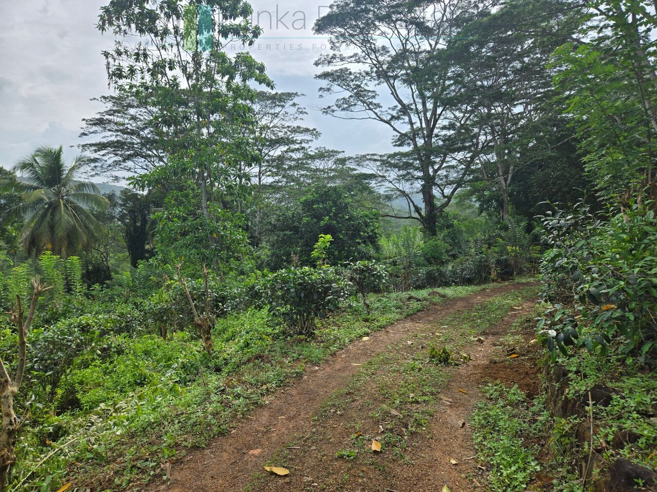 Thirteen acres with tea near Galle