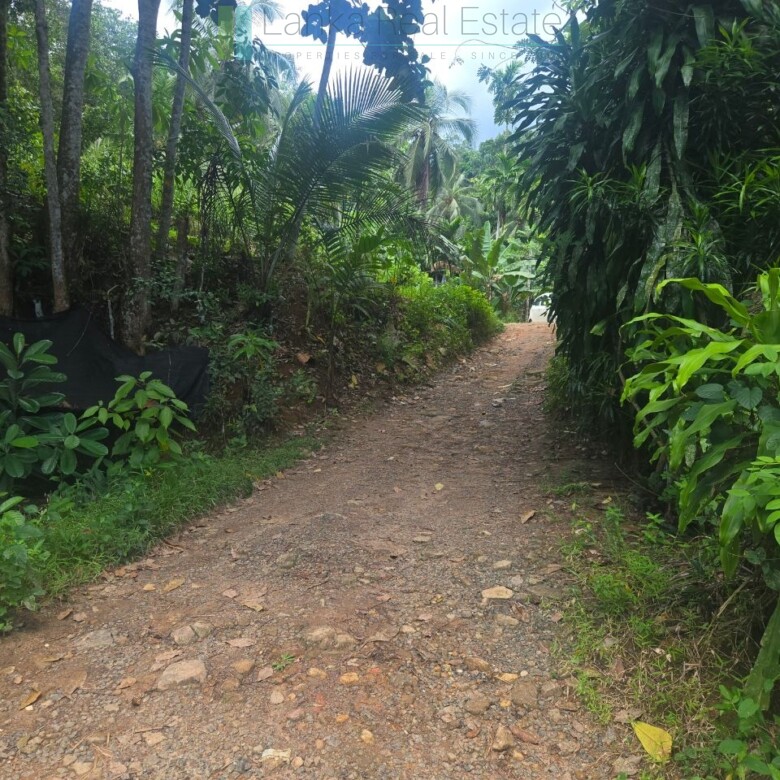 Thirteen acres with tea near Galle