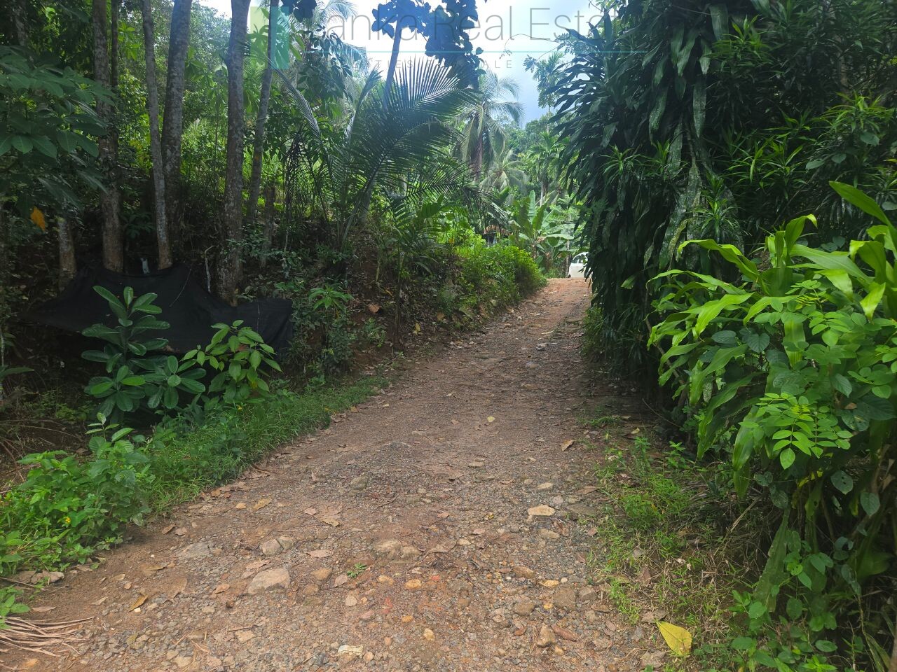 Thirteen acres with tea near Galle